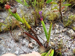 Rhigiophyllum squarrosum