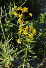 Euphorbia stepposa
