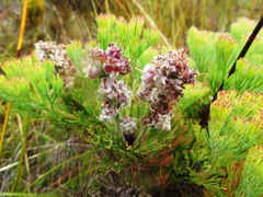 Paranomus abrotanifolius