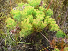 Paranomus abrotanifolius