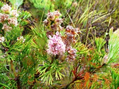 Paranomus abrotanifolius