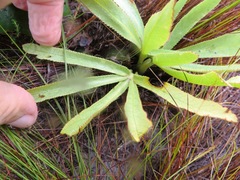 Lichtensteinia trifida