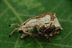 Episomus chinensis