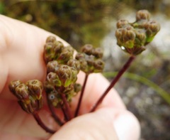 Lichtensteinia trifida