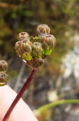 Lichtensteinia trifida