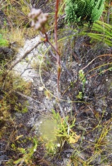 Lichtensteinia trifida