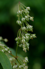 Rumex verticillatus