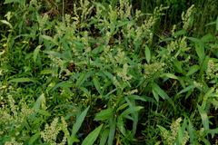 Rumex verticillatus