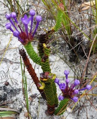 Rhigiophyllum squarrosum