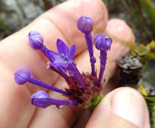 Image of Rhigiophyllum squarrosum by (c) linkie, some rights reserved (CC BY)