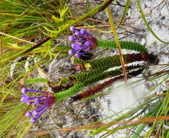 Rhigiophyllum squarrosum