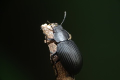 Heterotarsus