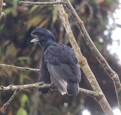 Cephalopterus penduliger