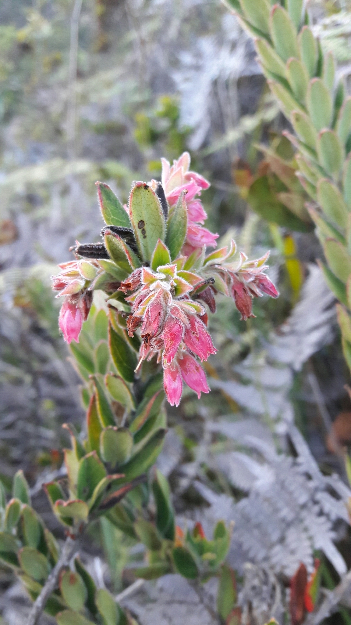 Gaylussacia buxifolia