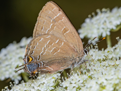 Satyrium caryaevorus