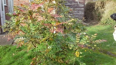 Berberis japonica