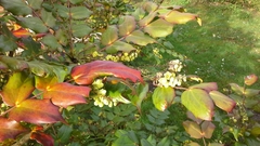 Berberis japonica