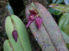 Pleurothallis deflexa