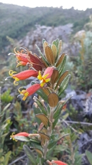 Siphocampylus columnae