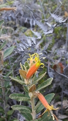 Siphocampylus columnae