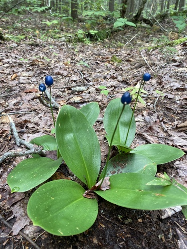 Bluebead lily