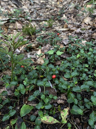 Partridge berry