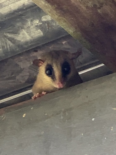 Alston's Mouse Opossum