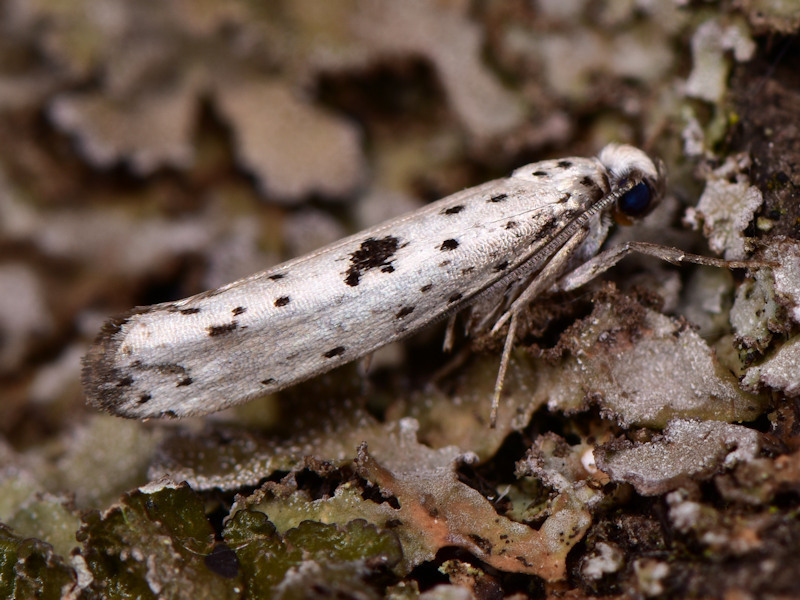 Black-tipped Ermine, photo 1 of 7