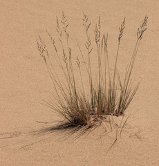 Festuca beckeri