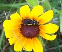 Acmaeoderini