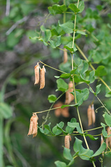 Vicia pisiformis