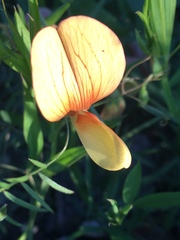 Lathyrus gorgonei