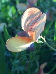 Lathyrus gorgonei