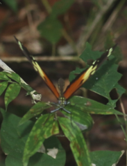 Heliconius hecale melicerta