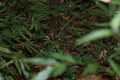 Heliconius hecale melicerta