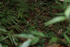 Heliconius hecale melicerta