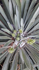 Espeletia corymbosa