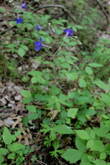 Delphinium alabamicum