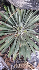 Espeletia corymbosa