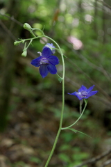 Delphinium alabamicum