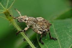 Episomus chinensis