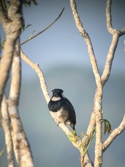 Notharchus pectoralis image