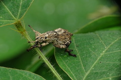 Episomus chinensis
