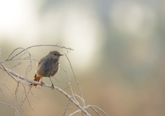 Phoenicurus ochruros