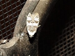 Scatochresis innumera