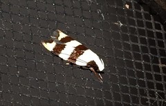 Zonopetala divisella