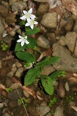 Campanula lactiflora