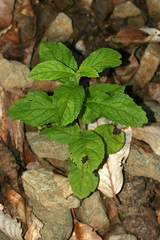 Campanula lactiflora