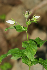Campanula lactiflora