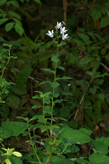 Campanula lactiflora